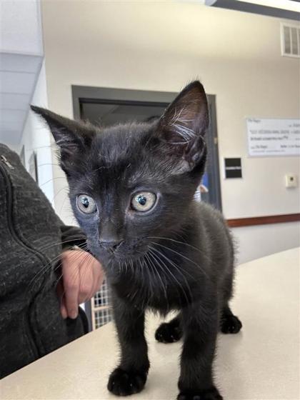 Korn, an adoptable Domestic Short Hair in Hutchinson, KS, 67504 | Photo Image 3