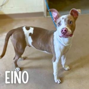 Eino