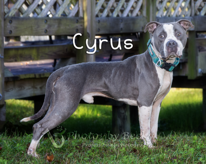 Cyrus 2