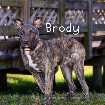 Brody 1