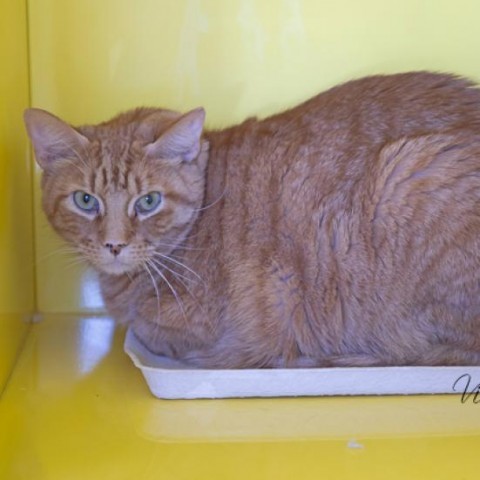 Zeus, an adoptable Domestic Short Hair in Abilene, TX, 79602 | Photo Image 1