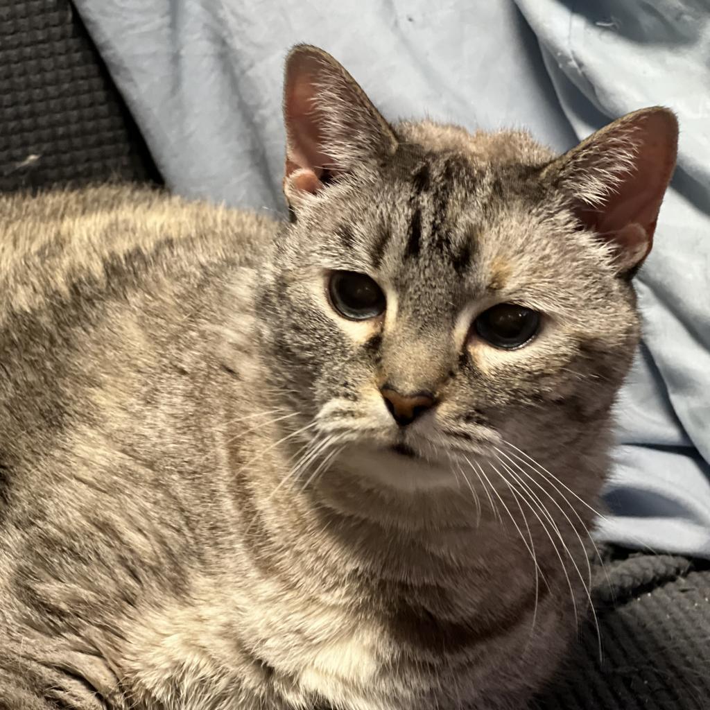 Nadia, an adoptable Domestic Short Hair in ATOKA, TN, 38004 | Photo Image 1