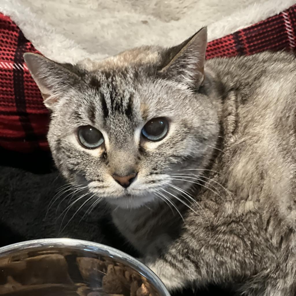 Nadia, an adoptable Domestic Short Hair in ATOKA, TN, 38004 | Photo Image 2
