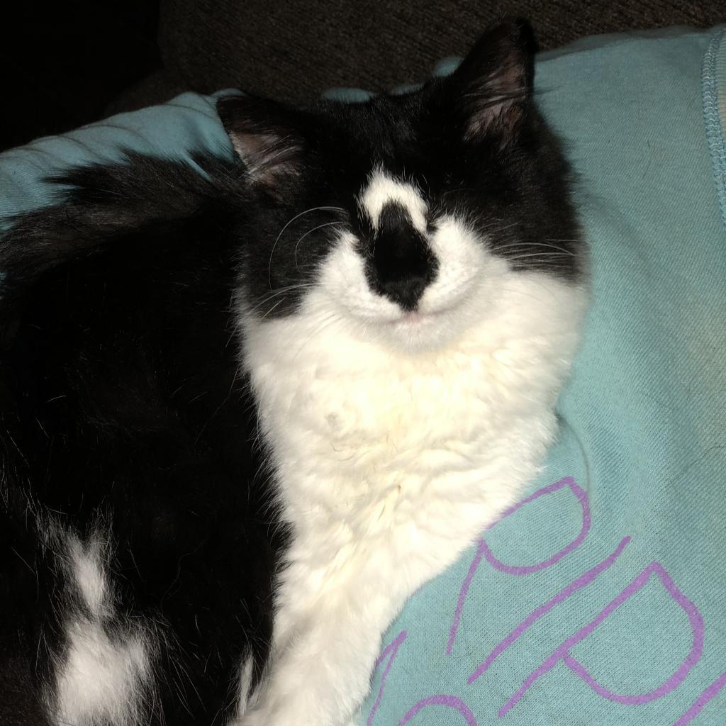 Alana - Blind, an adoptable Domestic Medium Hair in ATOKA, TN, 38004 | Photo Image 3