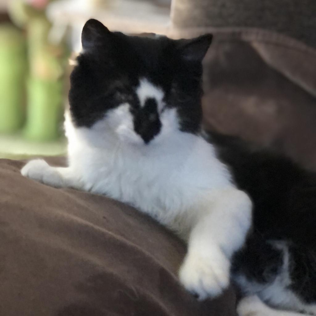 Alana - Blind, an adoptable Domestic Medium Hair in ATOKA, TN, 38004 | Photo Image 4