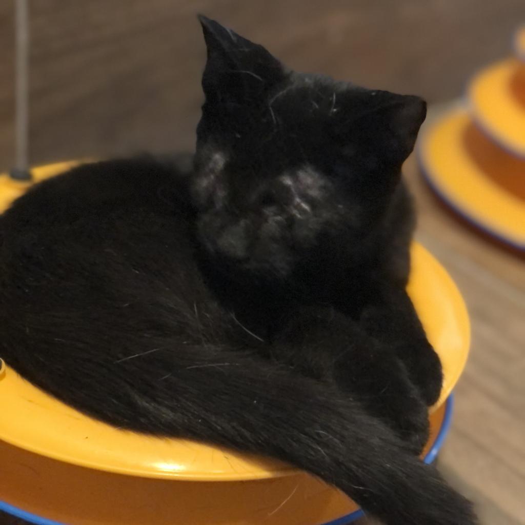 Arrow - Blind, an adoptable Domestic Short Hair in ATOKA, TN, 38004 | Photo Image 1