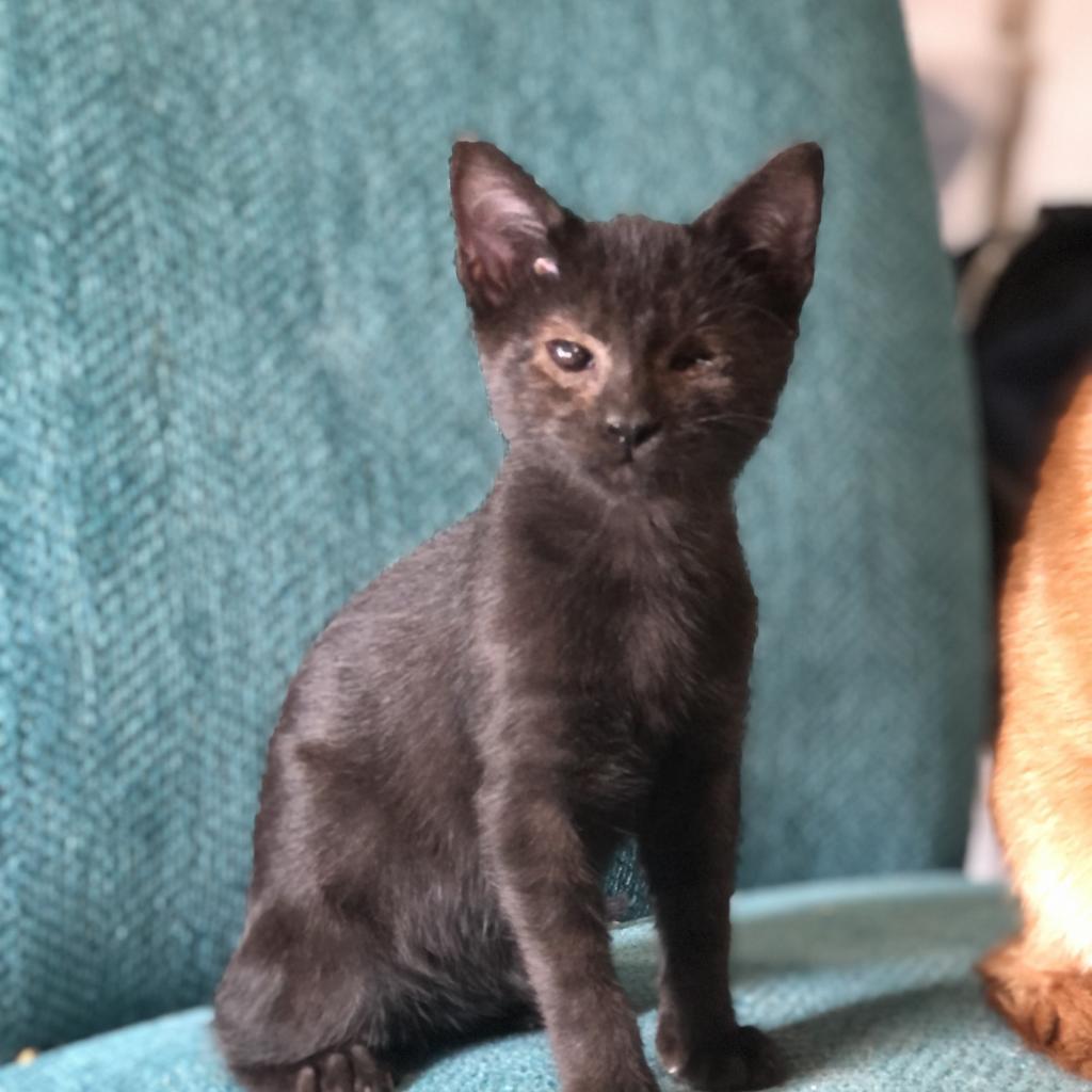 Arrow - Blind, an adoptable Domestic Short Hair in ATOKA, TN, 38004 | Photo Image 2