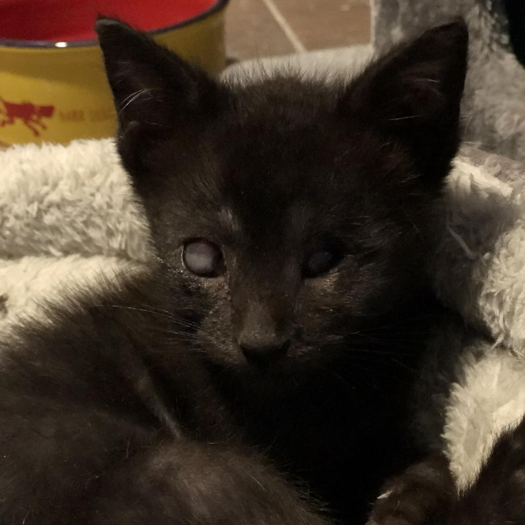 Arrow - Blind, an adoptable Domestic Short Hair in ATOKA, TN, 38004 | Photo Image 3
