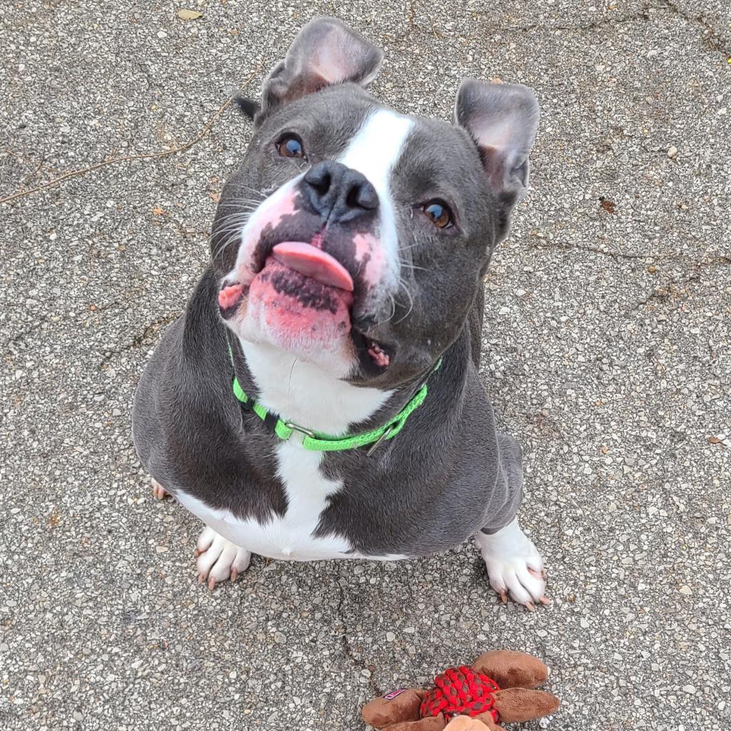 Chino, an adoptable English Bulldog, Terrier in West Des Moines, IA, 50265 | Photo Image 2