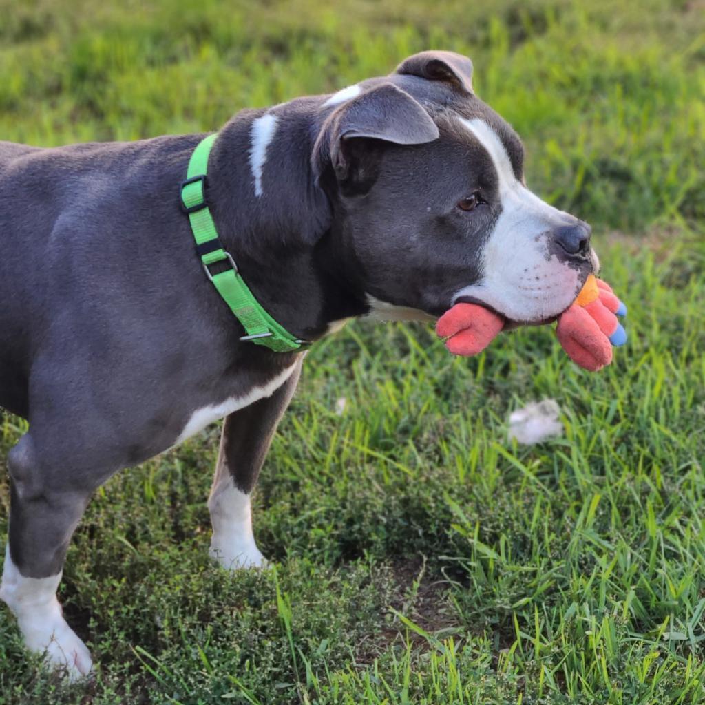 Chino, an adoptable English Bulldog, Terrier in West Des Moines, IA, 50265 | Photo Image 3