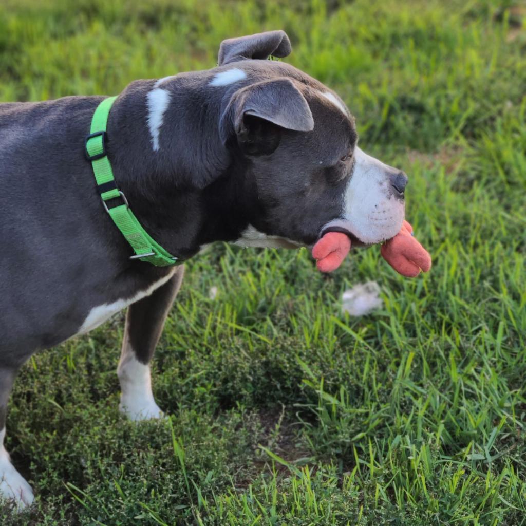 Chino, an adoptable English Bulldog, Terrier in West Des Moines, IA, 50265 | Photo Image 4
