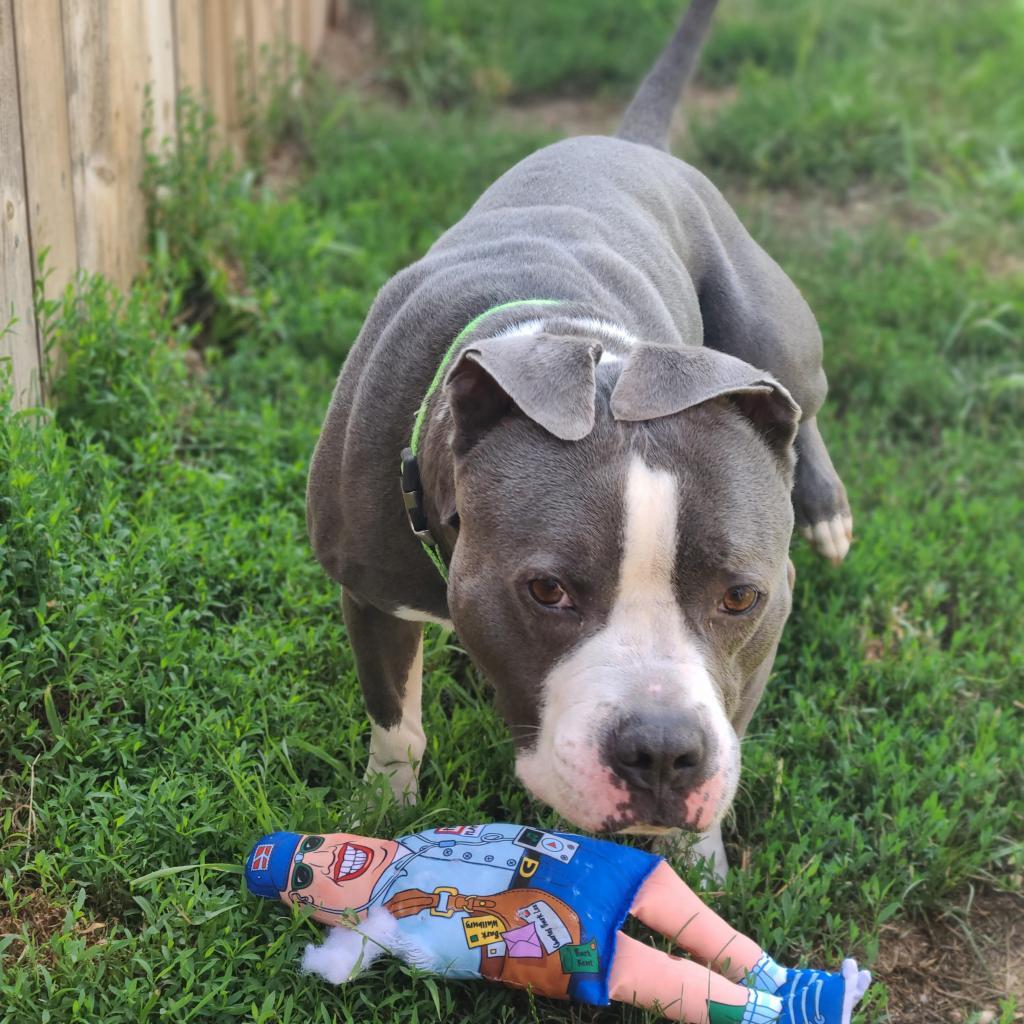 Chino, an adoptable English Bulldog, Terrier in West Des Moines, IA, 50265 | Photo Image 5