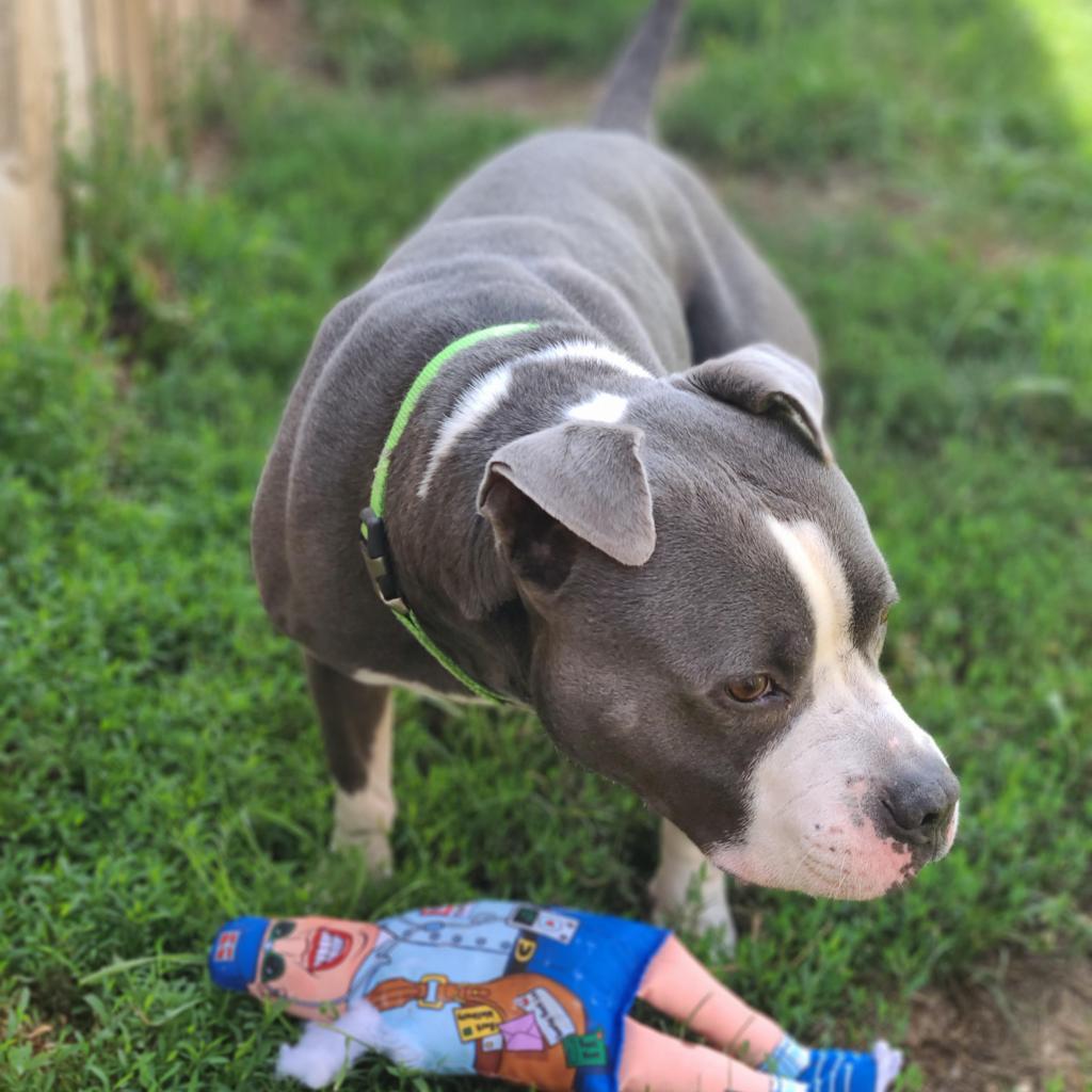 Chino, an adoptable English Bulldog, Terrier in West Des Moines, IA, 50265 | Photo Image 6