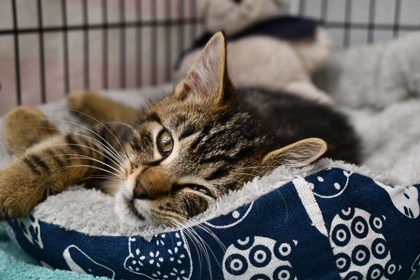 Cat for adoption Patron, a Domestic Short Hair in West Chester, PA