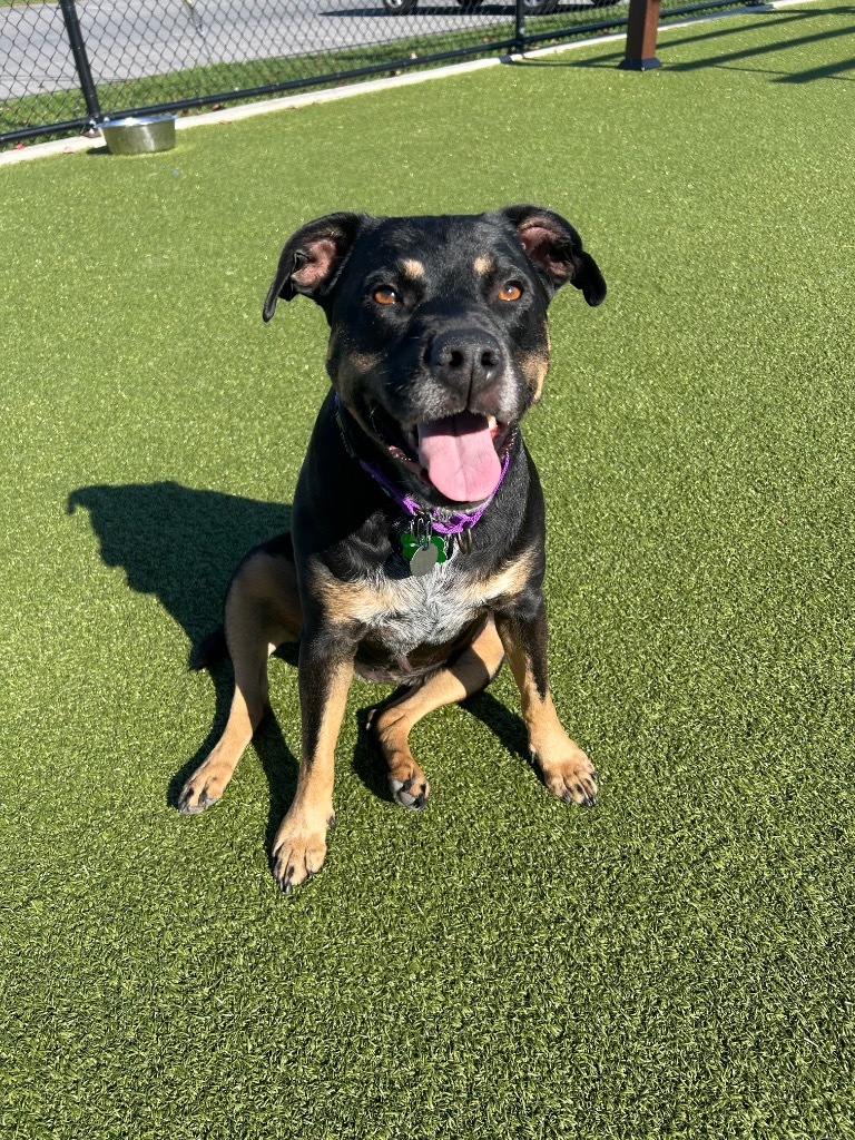 Roxy