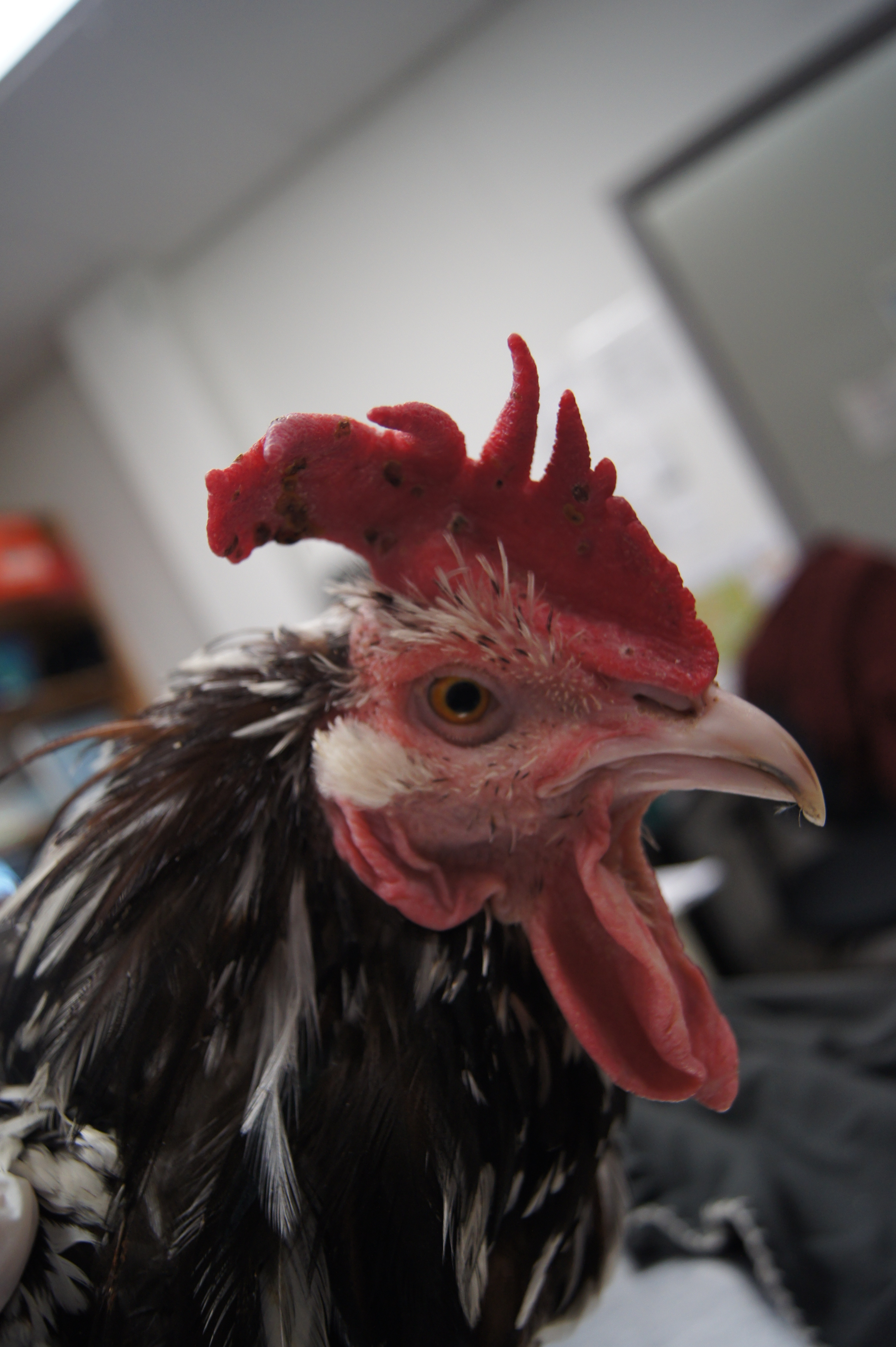 Freddy the Rooster