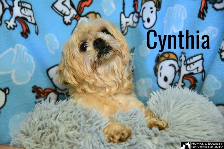 Cynthia 2