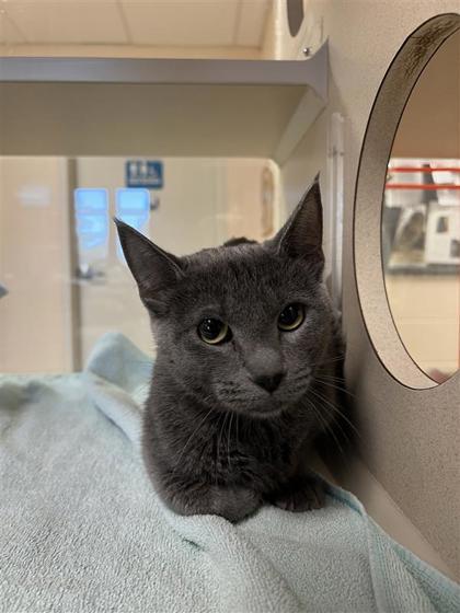 Japanese Maple, an adoptable Domestic Short Hair in Hutchinson, KS, 67504 | Photo Image 1