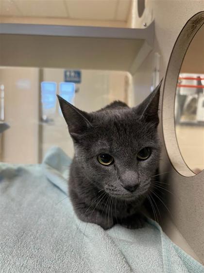 Japanese Maple, an adoptable Domestic Short Hair in Hutchinson, KS, 67504 | Photo Image 2