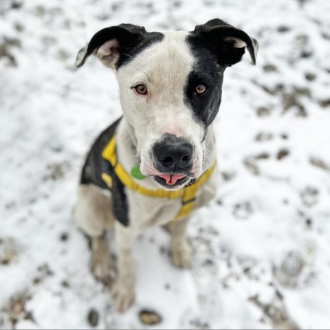 Koda, an adoptable Mixed Breed in Hailey, ID, 83333 | Photo Image 1