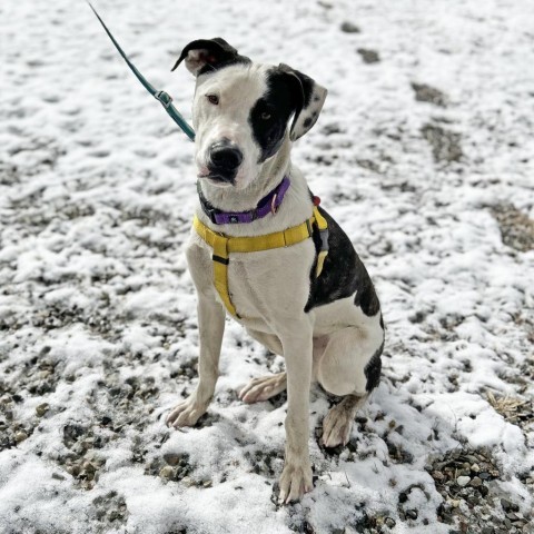 Koda, an adoptable Mixed Breed in Hailey, ID, 83333 | Photo Image 2