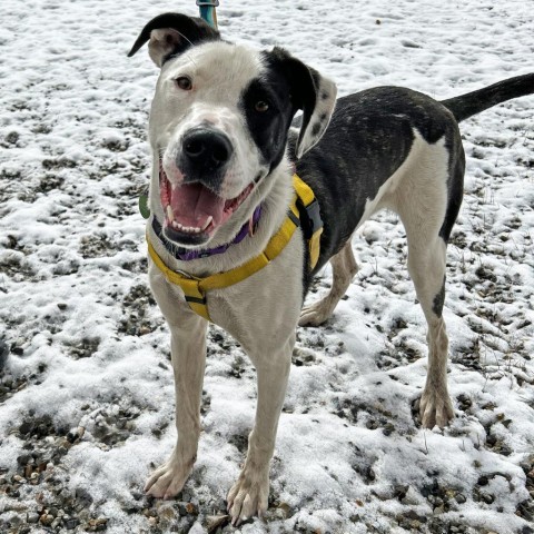 Koda, an adoptable Mixed Breed in Hailey, ID, 83333 | Photo Image 4