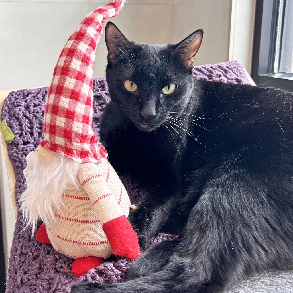 Deja Vu, an adoptable Domestic Short Hair in Hailey, ID, 83333 | Photo Image 1