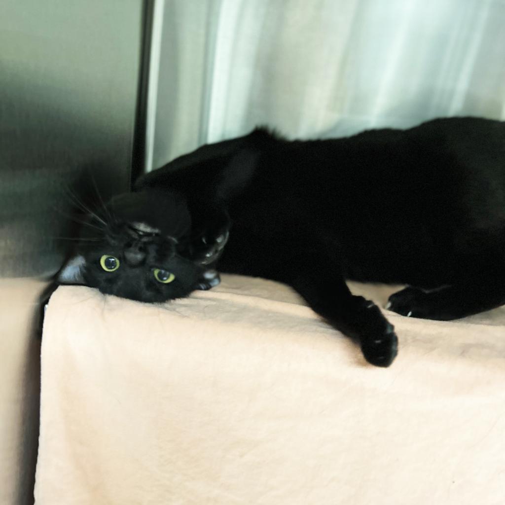 Deja Vu, an adoptable Domestic Short Hair in Hailey, ID, 83333 | Photo Image 2