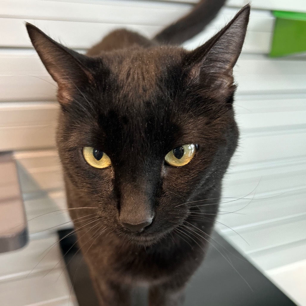 Deja Vu, an adoptable Domestic Short Hair in Hailey, ID, 83333 | Photo Image 3