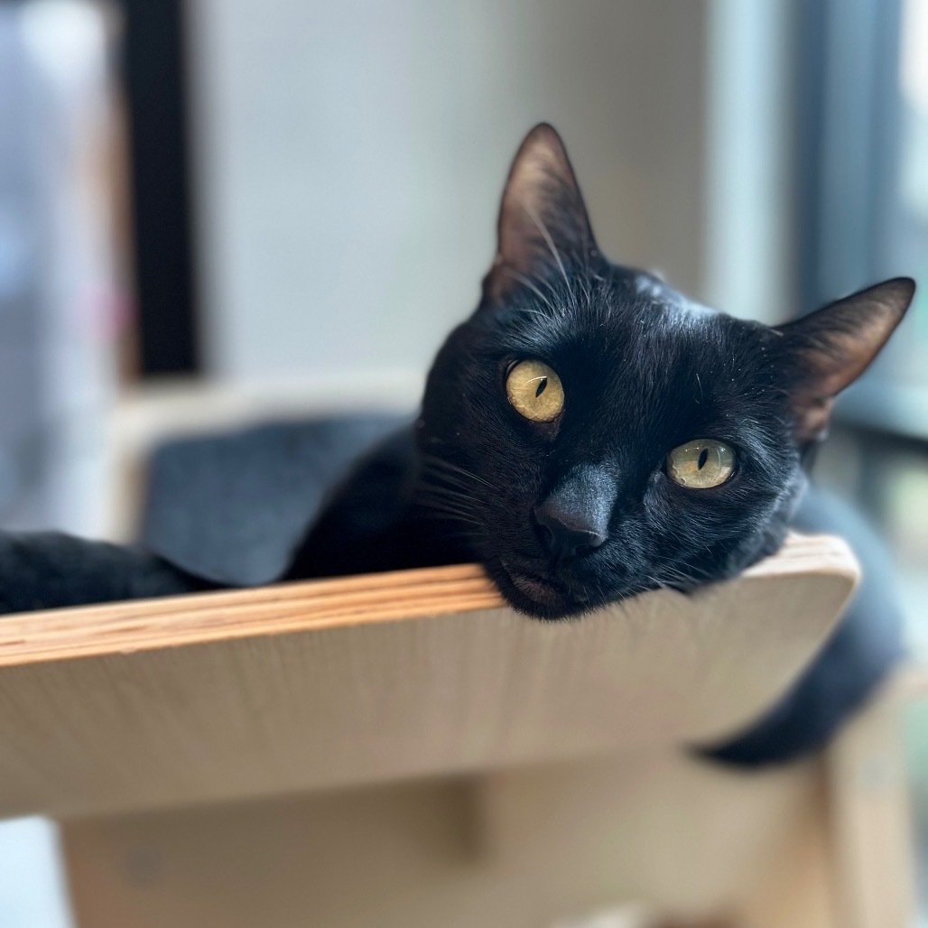 Deja Vu, an adoptable Domestic Short Hair in Hailey, ID, 83333 | Photo Image 5