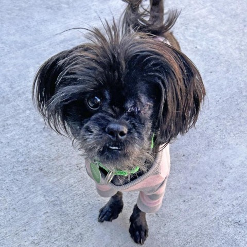 Lisa, an adoptable Mixed Breed in Hailey, ID, 83333 | Photo Image 1