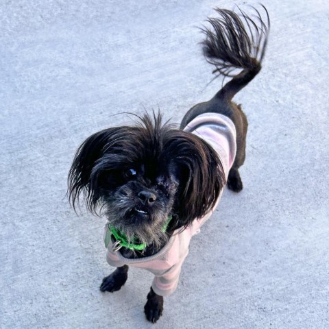 Lisa, an adoptable Mixed Breed in Hailey, ID, 83333 | Photo Image 2