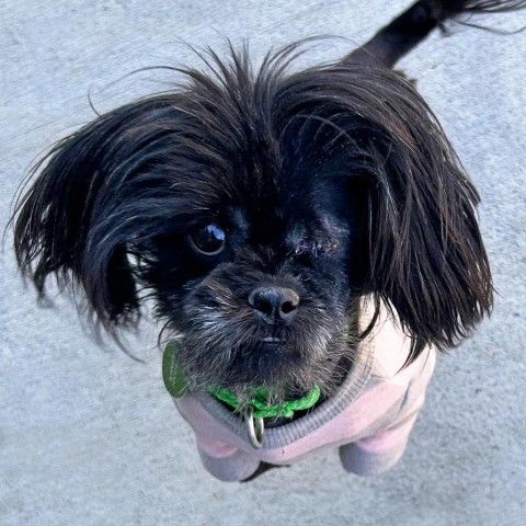 Lisa, an adoptable Mixed Breed in Hailey, ID, 83333 | Photo Image 3