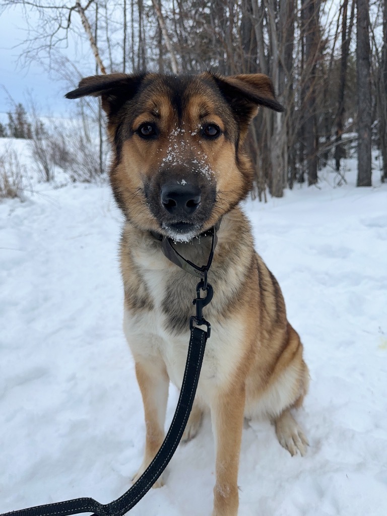 Kenzie, an adoptable German Shepherd Dog in Yellowknife, NT, X1A 2W5 | Photo Image 1