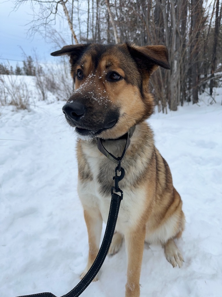 Kenzie, an adoptable German Shepherd Dog in Yellowknife, NT, X1A 2W5 | Photo Image 2