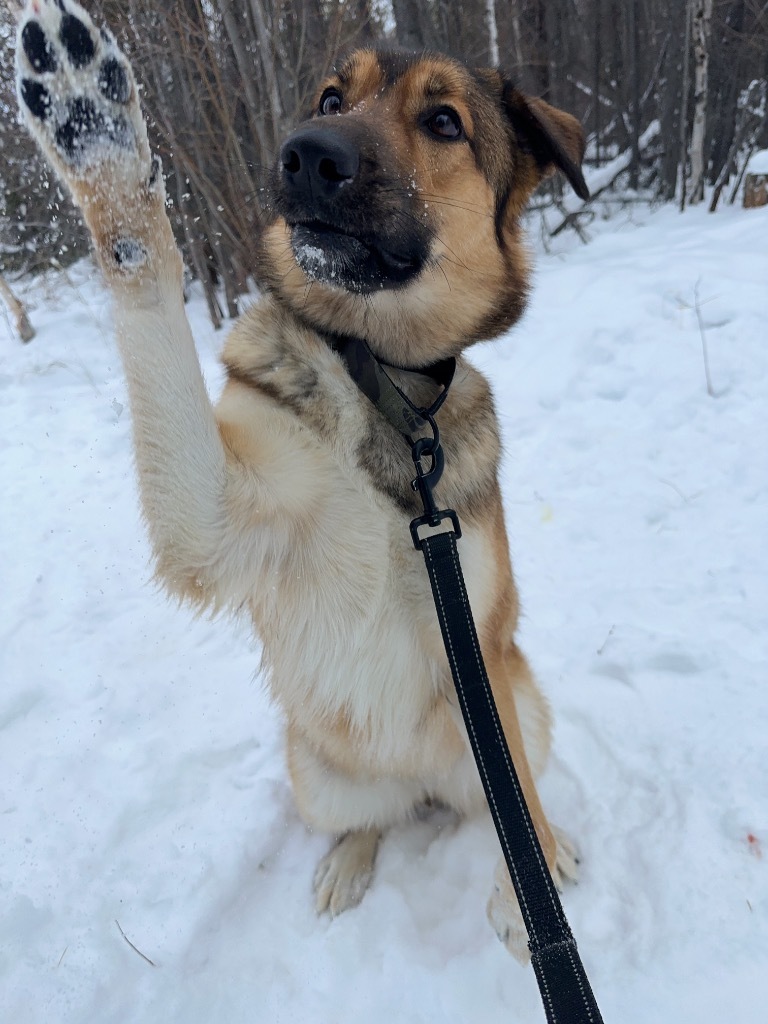 Kenzie, an adoptable German Shepherd Dog in Yellowknife, NT, X1A 2W5 | Photo Image 3