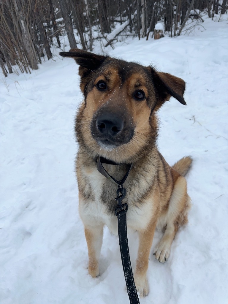 Kenzie, an adoptable German Shepherd Dog in Yellowknife, NT, X1A 2W5 | Photo Image 4