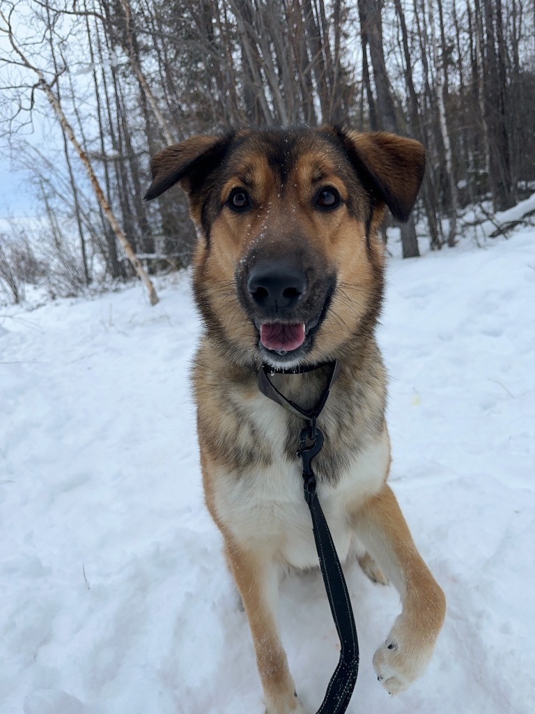 Kenzie, an adoptable German Shepherd Dog in Yellowknife, NT, X1A 2W5 | Photo Image 5