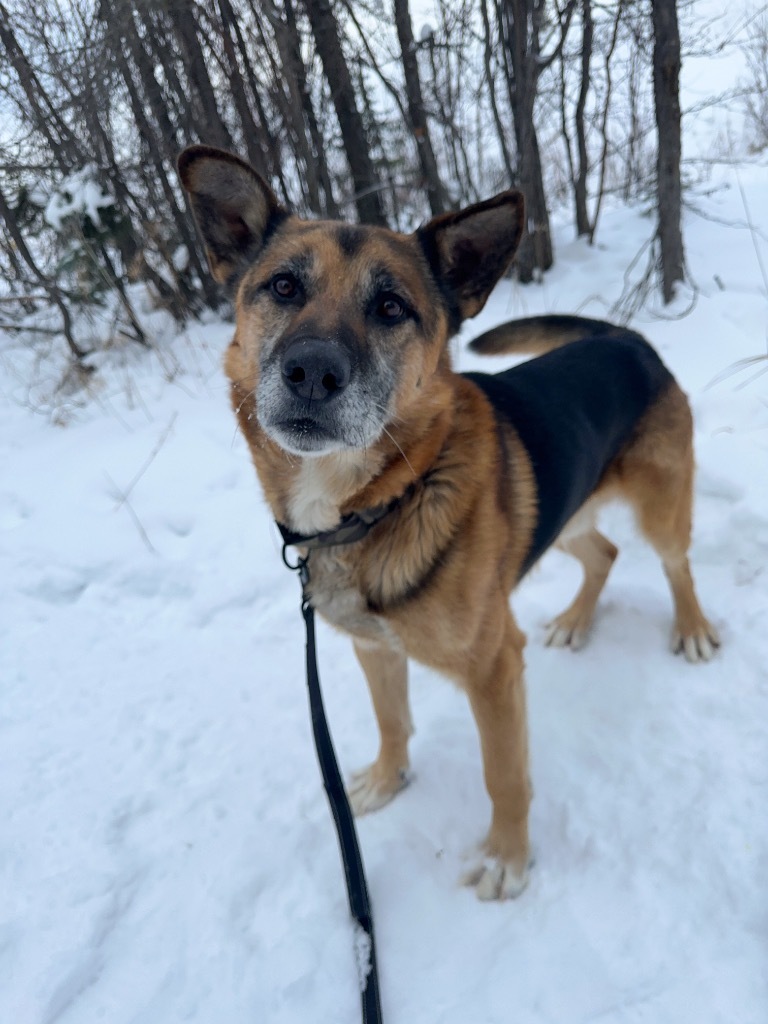 Peter, an adoptable German Shepherd Dog in Yellowknife, NT, X1A 2W5 | Photo Image 1