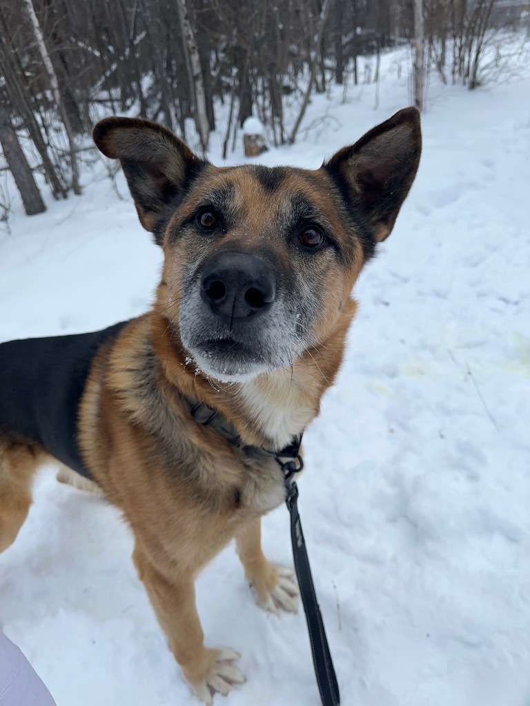 Peter, an adoptable German Shepherd Dog in Yellowknife, NT, X1A 2W5 | Photo Image 2