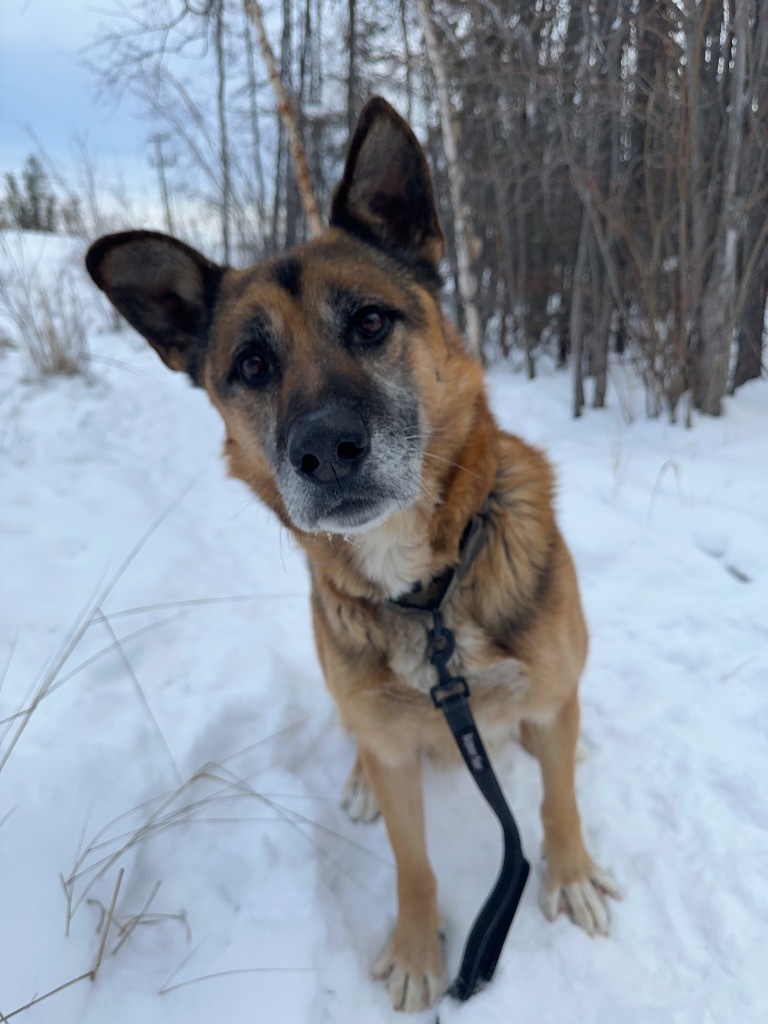 Peter, an adoptable German Shepherd Dog in Yellowknife, NT, X1A 2W5 | Photo Image 3