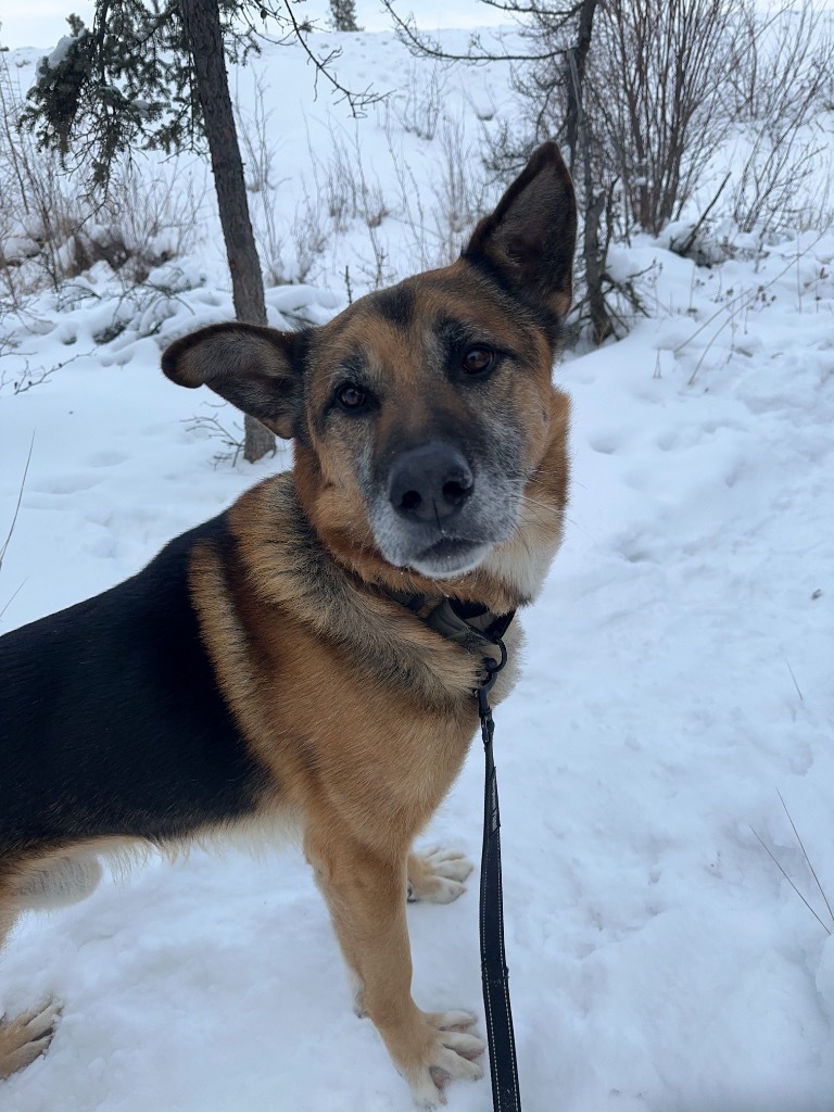 Peter, an adoptable German Shepherd Dog in Yellowknife, NT, X1A 2W5 | Photo Image 4