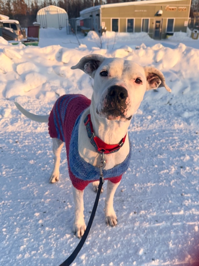 Damu, an adoptable Pit Bull Terrier in Yellowknife, NT, X1A 2W5 | Photo Image 1