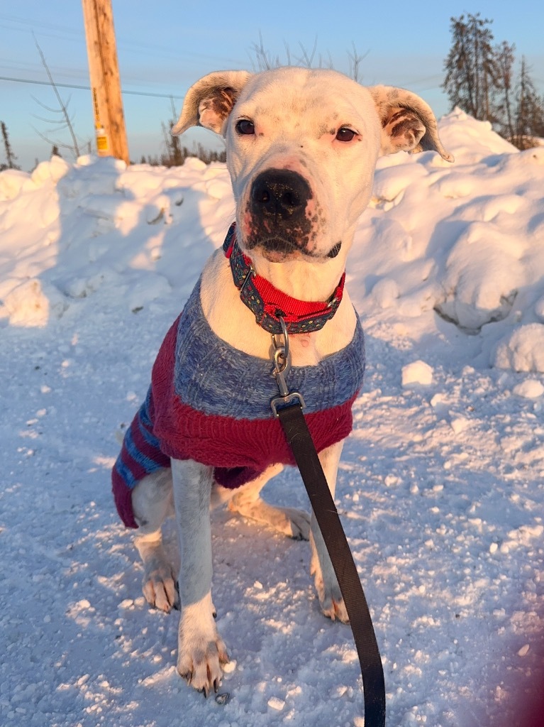 Damu, an adoptable Pit Bull Terrier in Yellowknife, NT, X1A 2W5 | Photo Image 2