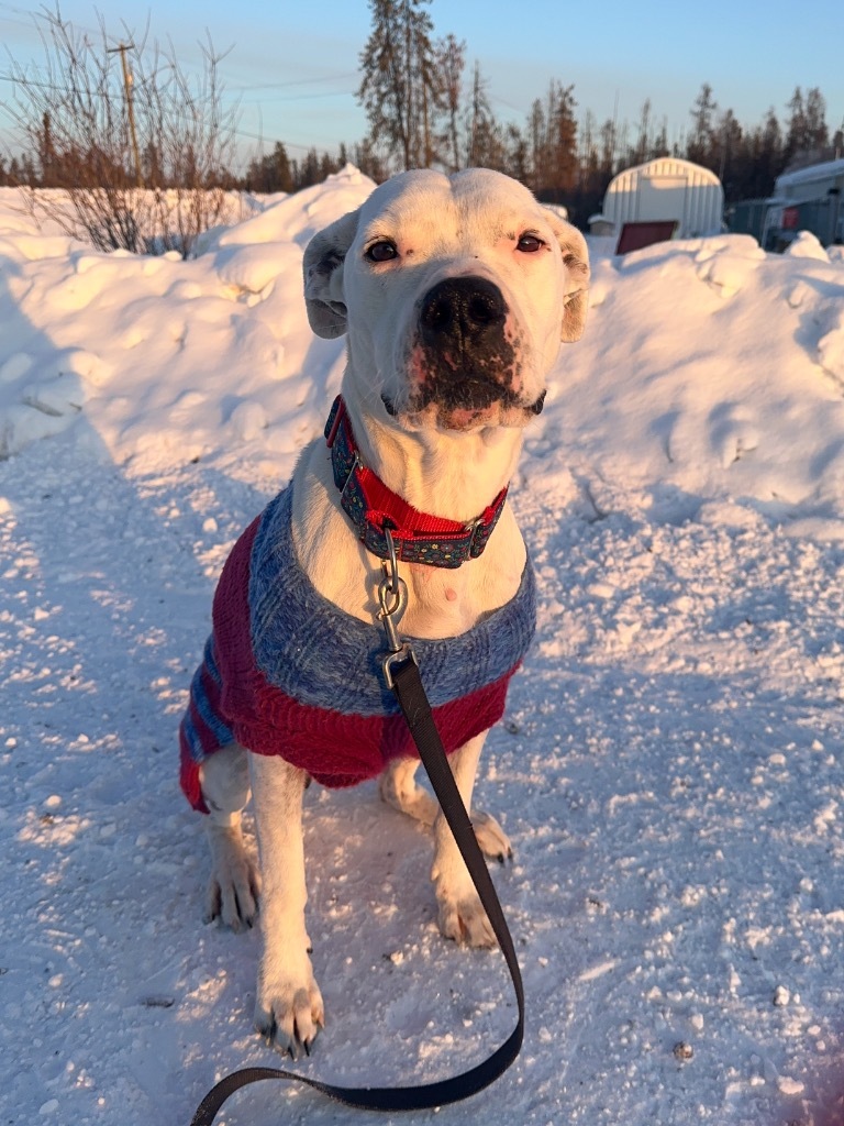 Damu