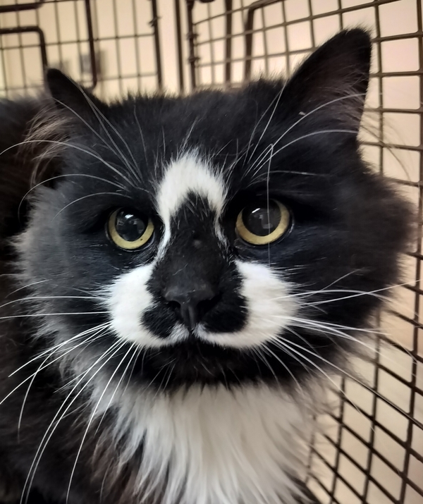 Phyllis, an adoptable Domestic Medium Hair in Spokane Valley, WA, 99212 | Photo Image 1