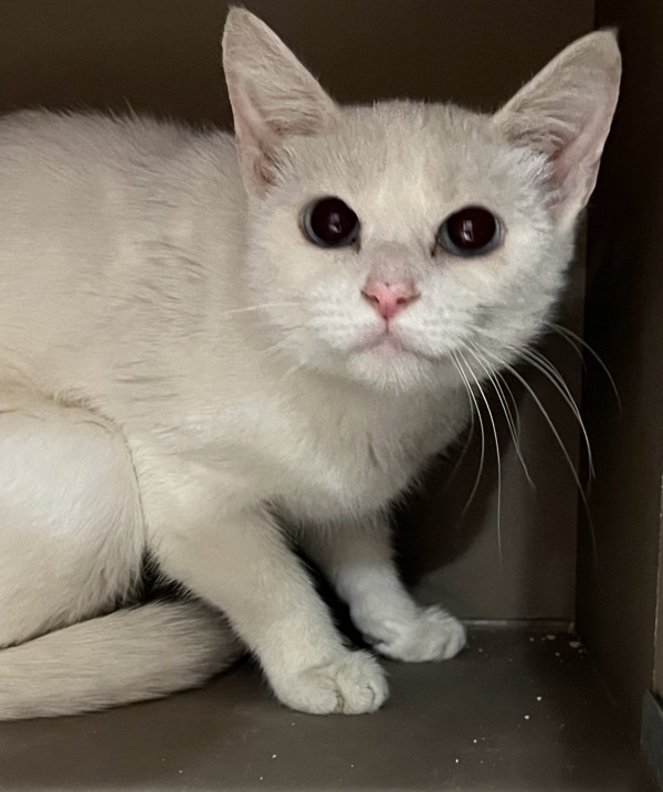 Amalia, an adoptable Domestic Short Hair in Spokane Valley, WA, 99212 | Photo Image 1