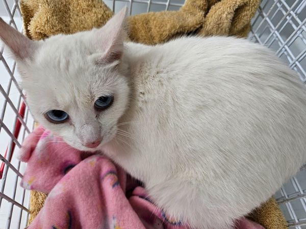 Amalia, an adoptable Domestic Short Hair in Spokane Valley, WA, 99212 | Photo Image 2