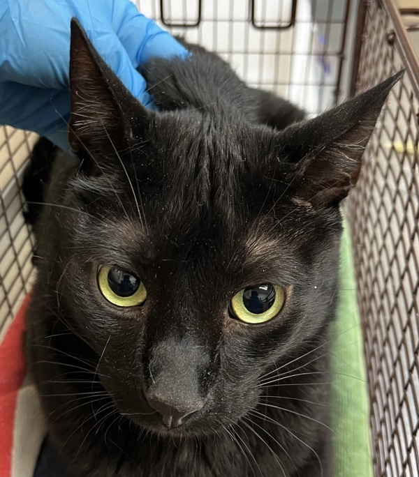 Nocturne, an adoptable Domestic Short Hair in Spokane Valley, WA, 99212 | Photo Image 1