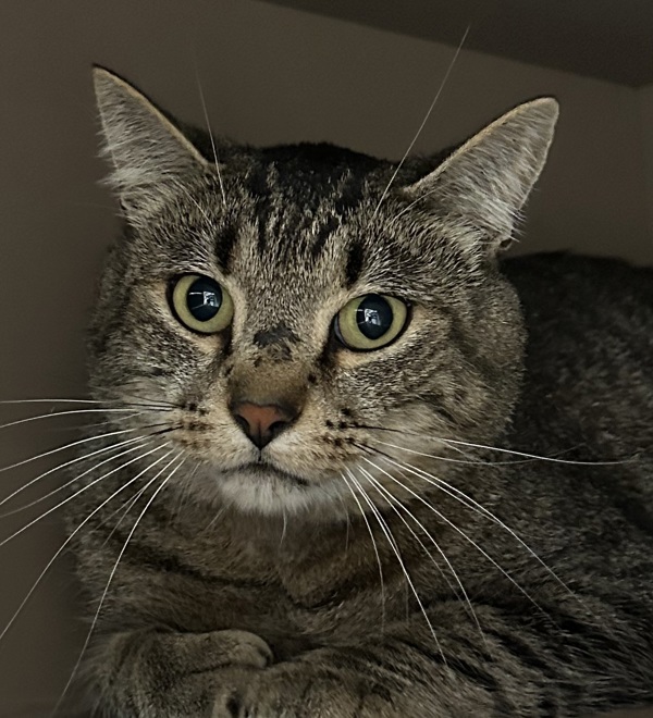 Jiggy, an adoptable Domestic Short Hair in Spokane Valley, WA, 99212 | Photo Image 1